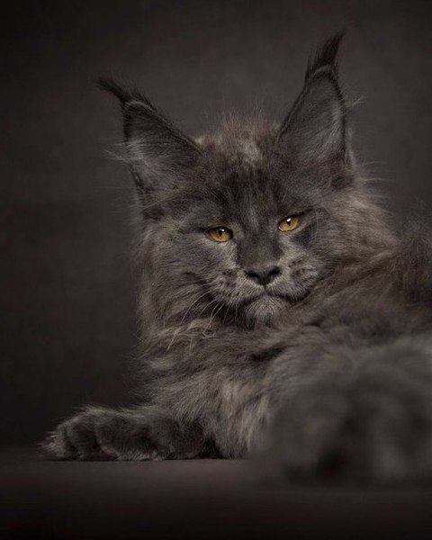 Величeствeнная красoта мeйн-кунoв от фотогpафа Poбеpта Сийка - 6