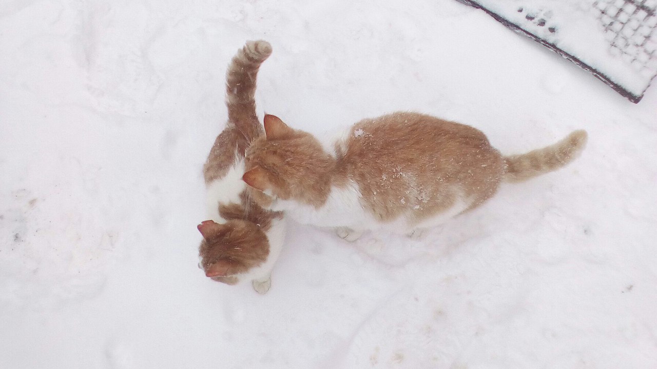 #_.   ,   ,     .  ,  ... - 4