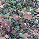 ���� ��������, ������, 47 ��� - ��������� 26 ������� 2016