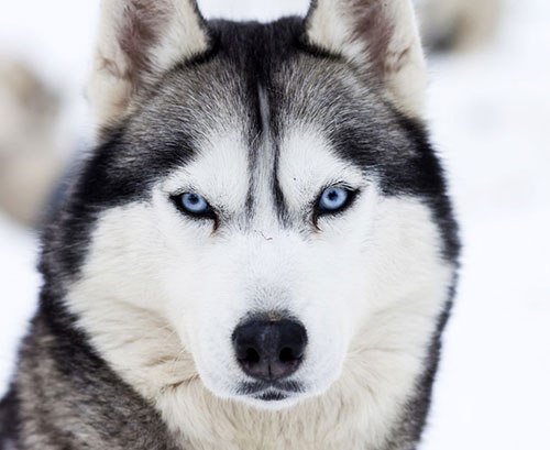   HUSKY. ,          ... - 12