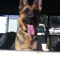 ����, ������������