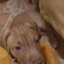 ���� ��������, �����������, 46 ��� - ��������� 8 ������� 2016 � ������ ���� ��������