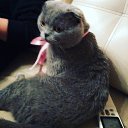 ���� �������, ����, 36 ��� - ��������� 3 ������� 2016 � ������ ������ ��������