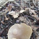  , , 50  -  29  2016    -   