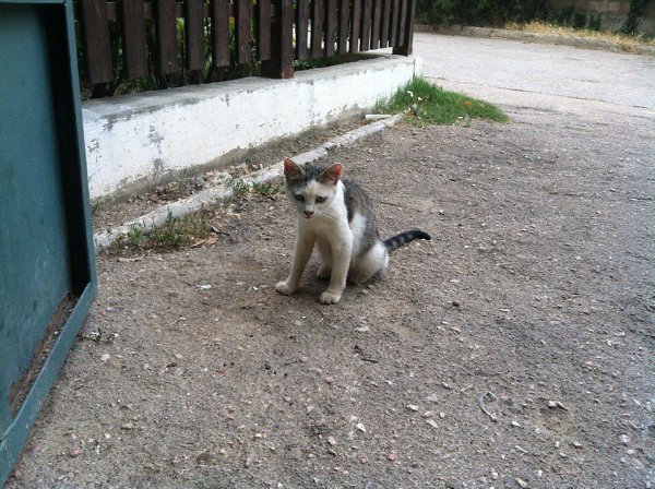 #Безкота_добро.Вот такое вот Чудо жило у нашего подъезда с детками)Я в них влюбилась с первого ...