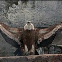 ���� �������, ��������, 53 ���� - ��������� 3 ������� 2016 � ������ ���