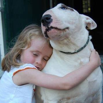 Английский бультерьер. - 12 ноября 2016 в 14:33