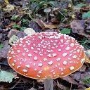 ���� Donna Roza �*����������))), ������ - ��������� 16 �������� 2016 � ������ ���� ����������