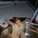 ���-��������� ��� ���� �� ������� ������ ��������