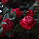      ,  , 50  -  20  2016    