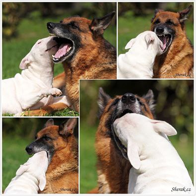 Из жизни одной парочки)