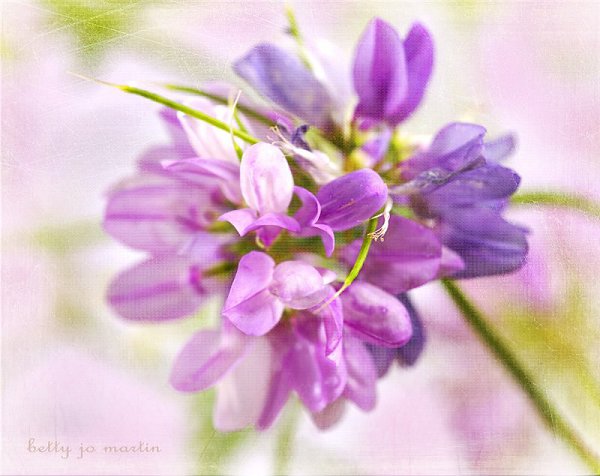 )))..Still life and Flowers by Betty Jo Martin. - 15