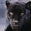 ���� ����� (98 Rus), �����-��������� - ��������� 19 ������ 2016 � ������ ������ ��������