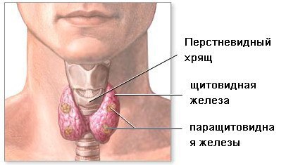 ЛУЧШИЕ РЕЦЕПТЫ НАРОДНОЙ МЕДИЦИНЫ ОТ БОЛЕЗНИ ЩИТОВИДНОЙ ЖЕЛЕЗЫ. Рецепт 1 3 ст. ложки листьев мелиссы ...