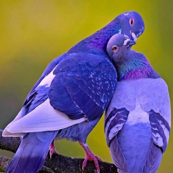 Необыкновенно красивые голуби! Создал же Бог такую красоту! - 4