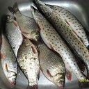 ���� �������, �������, 74 ���� - ��������� 16 ������� 2016 � ������ ���� ����������