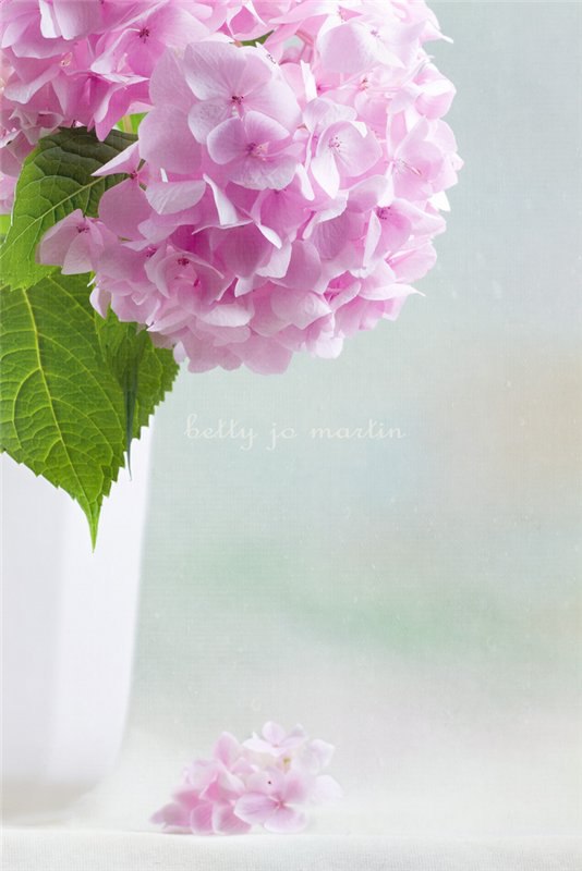 ))).https://fotostrana.ru/away?to=/sl/AeN4 life and Flowers by Betty Jo Martin. - 11