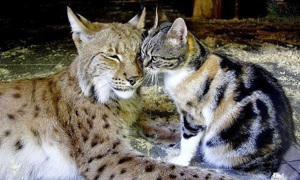 В зоопарке Санкт-Петербурга рысь по имени Линда живет вместе с домашней кошкой Дусей. Дуся случайно ...