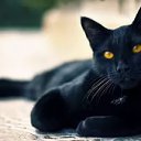 ���� ����, ������, 51 ��� - ��������� 24 ������� 2016 � ������ ���� ����������