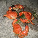 ���� ������, �����, 60 ��� - ��������� 7 ������� 2016 � ������ ���� ����������