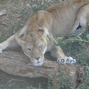 ���� �������, ������, 36 ��� - ��������� 2 ������� 2016 � ������ ������ ��������