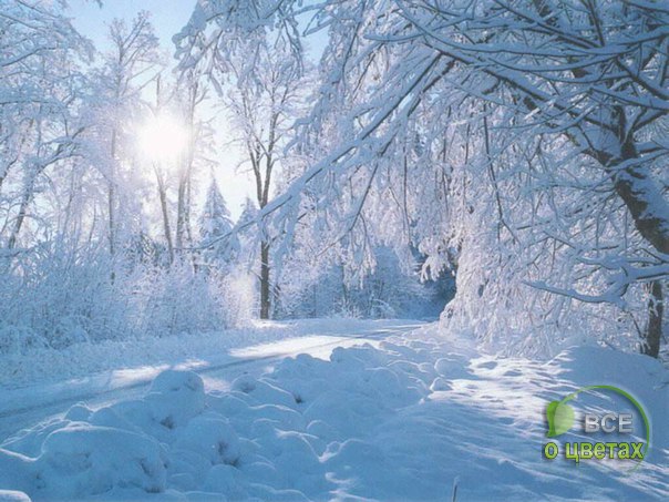 ������� ��� �� ���. ���� ������� � �����.
