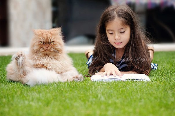 ,     . Grumpy Cat   ,    , , ... - 10