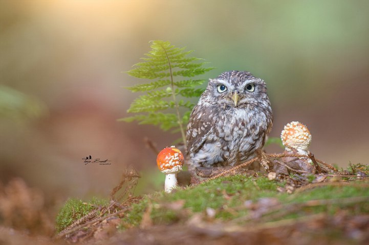  . Tanja Brandt - 3