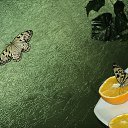 ���� Aleksa, �������, 48 ��� - ��������� 25 ������ 2016 � ������ ���� ����������