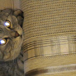 ���� �����, �����������, 43 ���� - ��������� 14 ����� 2017