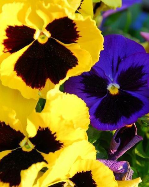 В мире чувств — как в букете цветов… всегда есть один цветок, который в твоих глазах отражается по ...