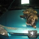 ���� �������, ������, 47 ��� - ��������� 14 �������� 2016 � ������ �Tropikania�