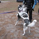 ���� Bear, �������, 48 ��� - ��������� 7 ������� 2016 � ������ ���������� ���� 2016�