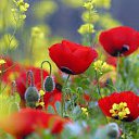 ���� �����, ����������� - ��������� 3 ������ 2017 � ������ ���� ����������