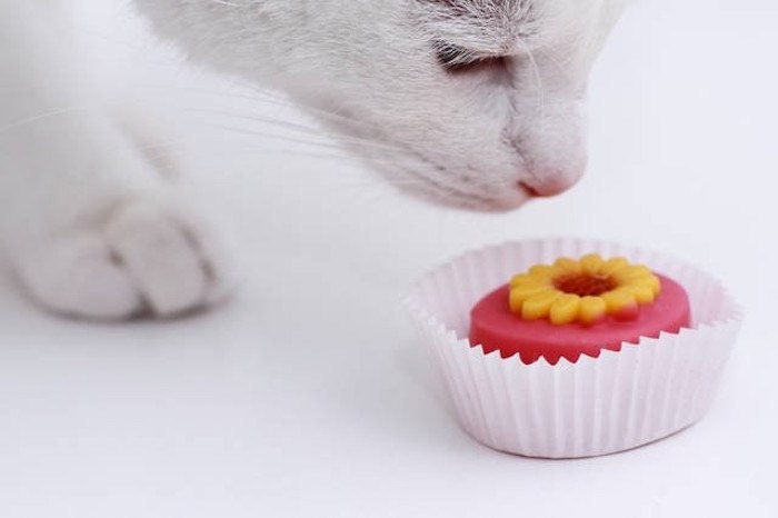 Кошки не чувствуют сладкого вкуса. Оказывается, что все дело в дефектном гене рецептора вкуса. Кошки ...