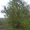 ���� �������, ��������, 71 ��� - ��������� 27 �������� 2016 � ������ ���������� ����� 2016 �� ������ �����-�������� �������.�