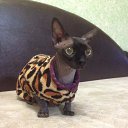 ���� ���������, ��������, 49 ��� - ��������� 18 ����� 2017 � ������ ������ ��������