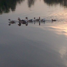 ���� ������, �������, 52 ���� - ��������� 3 ������� 2017