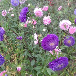 ���� Irina Frank, �����������, 63 ���� - ��������� 15 ������� 2017