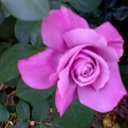 ���� ��������, ������ - ��������� 12 ������� 2016 � ������ ���� ������