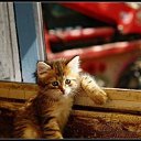 ���� Alehandro, ����������, 53 ���� - ��������� 3 ������� 2017 � ������ ������ ��������