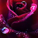  , , 79  -  17  2017   Ѩ Ż