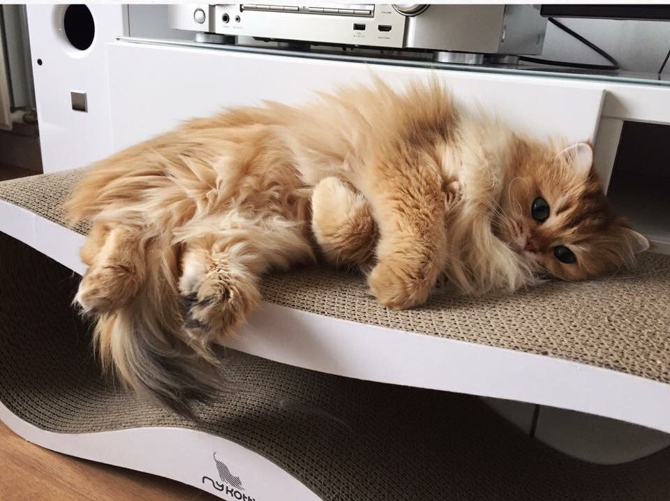 Smoothie the Cat Fan's - 4 ������ 2017 � 19:33