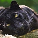 ���� �����, ����� - ��������� 17 ������� 2017 � ������ ������ ��������