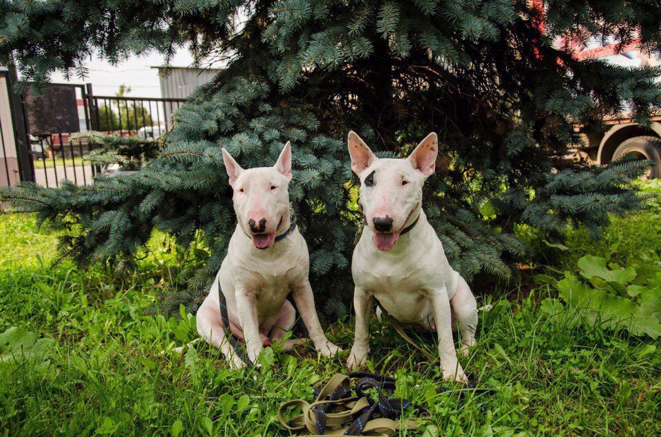 Hrafnsmerki things - https://fotostrana.ru/away?to=/sl/7feПредставляет вещички с авторским принтом, ... - 4