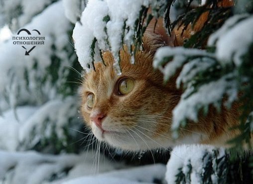 Они не курят, не пьют, не ругаются матом — они животные! Михаил Задорнов