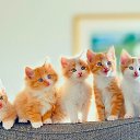 ���� ������, ��������, 49 ��� - ��������� 15 ������� 2017 � ������ ���� ����������