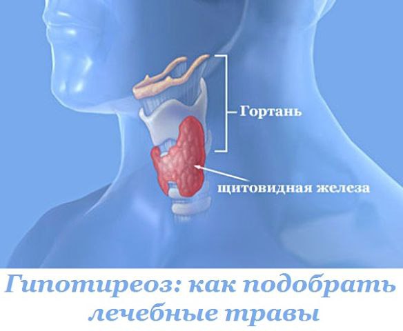 Хвоя и йод: что говорит доказательная медицина о народных методах лечения