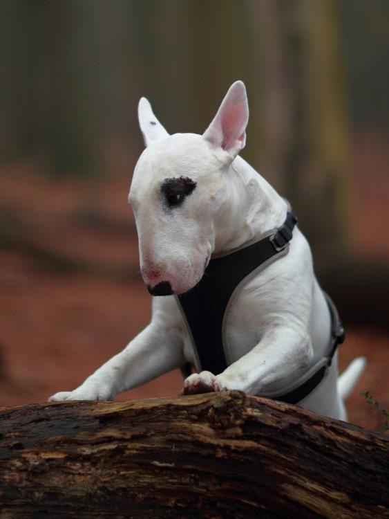 Английский бультерьер. - 30 января 2017 в 16:20