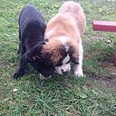  , -, 62  -  11  2016    